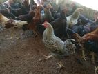 Country Chickens