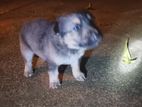 German Shepherd Puppy