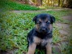 German Shepherd Puppy