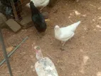 Farm Hens