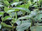 gammiris/peper plant