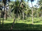 Gampaha : 110 Acer Coconut Land for Sale ar Mirigama