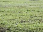Gampaha City Limit Land for Sale