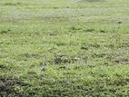 Gampaha City Limit Land for Sale