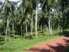 Gampaha - Coconut Estate for sale