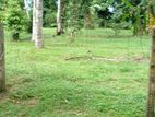 Gampaha - Delgoda paddy field facing 24 perch land for sale