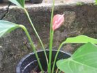 Gampola Anthuriam Plant