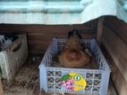 Country Chickens with Cage
