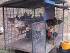 Farm Hens