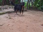 Lion Shepherd Dog