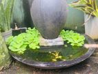 Garden Fish Tank
