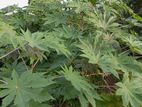 Castor Plants