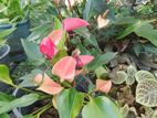 Anthurium Plants