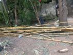 Bamboo