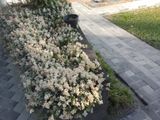 Garden Making Service