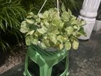 Variegated Pothos Plants