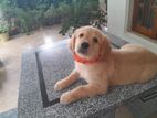 Garden Retriever
