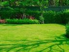 Garden Service - Ganemulla