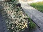 Garden Service - Maharagama