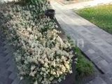 Garden Service - Maharagama