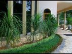 Garden Services and Landscaping