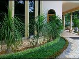 Garden Services and Landscaping
