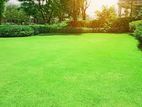 Garden Services and Landscaping - Maharagama