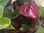 Anthurium Plants