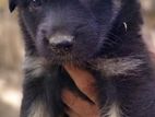 German Shepherd Puppies