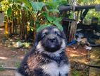 Garman Shephered Puppies
