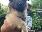 Garman Shepherd Puppy