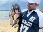 garman shapad puppies