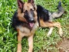 German Shepherd