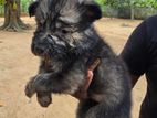 German Shepherd Puppy