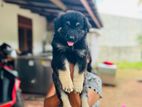 German Shepherd Puppy