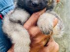German Sherperd Puppy