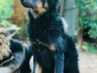German Shepherd Female Puppy