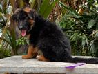 Garman Shepherd Double Side Puppy