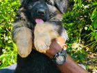 German Shepherd