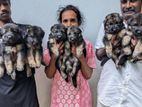 Garman Sherped Puppies