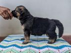 Garman Sherped Puppies