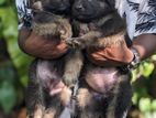 Garman Shephered Puppies