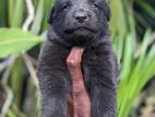 Garman Shephered Puppies