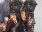 Garman Shephed Puppys