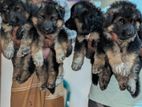 German Shepherd Puppies