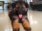 Garman Shepherd Puppy