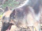 German Shepherd Dog for Crossing