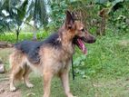 German Shepherd Puppy