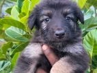 German Shepherd Puppies