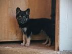 Garmen Shepherd Long Cort Female Puppy